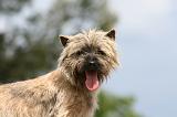 CAIRN TERRIER 541